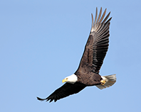 유신고 교조 독수리 이미지