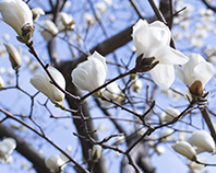 유신고 교화 목련 이미지